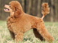 Poodle Toy thumbnail